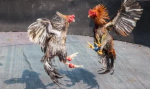 Đá Gà Sabong Tại Loto188