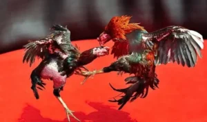 Đá Gà GA28 Tại Loto188