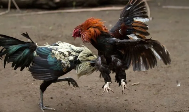 Sảnh đá gà Loto188 quy tụ nhiều chiến kê dũng mãnh